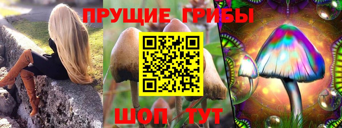 Галлюциногенные грибы Psilocybe Сегежа